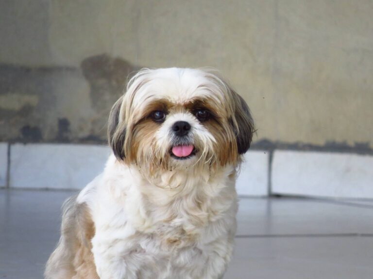 Best Toys for Shih Tzu Puppies: 5 Picks
