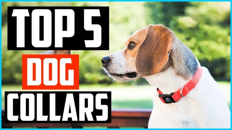 Best Upland Dog Collars: 5 Hunting Picks