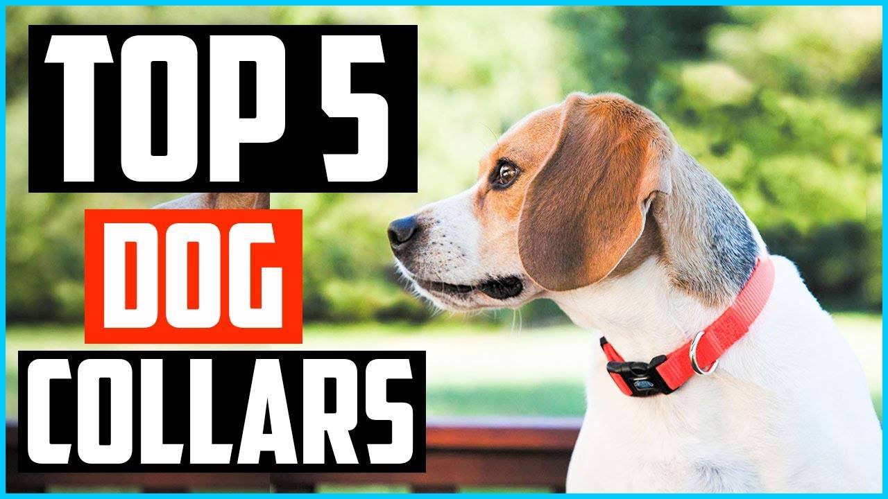 These are 5 Best Upland Dog Collars Ultimate Guide