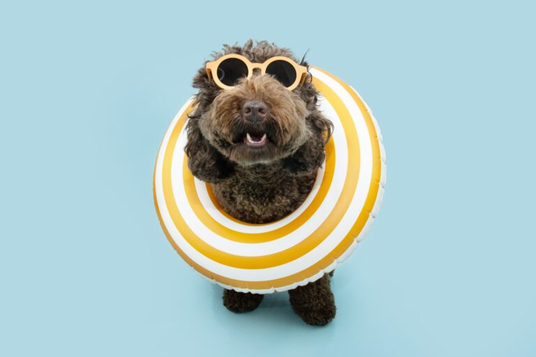 Best Dog Floats for Pool: 5 Safe Picks