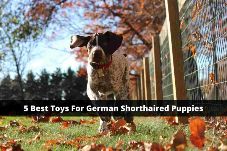 Best Toys for German Shorthaired Puppies: 5 Picks