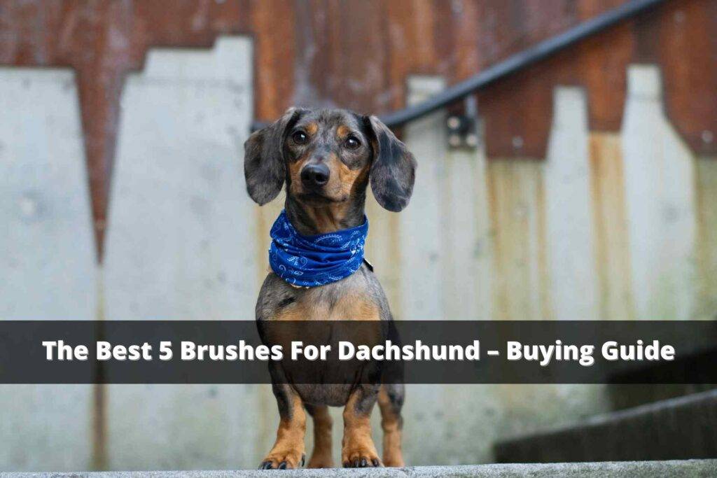 The Best 5 Brushes For Dachshund – Buying Guide