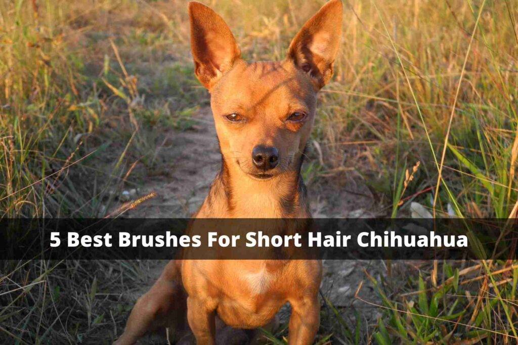 5 Best Brushes For Short Hair Chihuahua