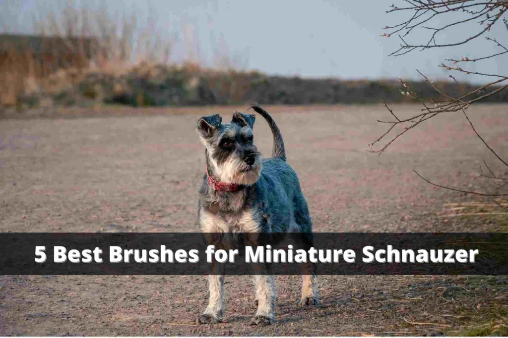 5 Best Brushes For Miniature Schnauzer