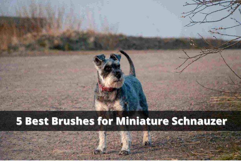 5 Best Brushes For Miniature Schnauzer
