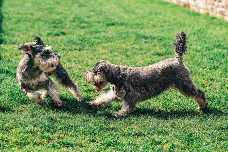 the-best-toys-for-schnauzers