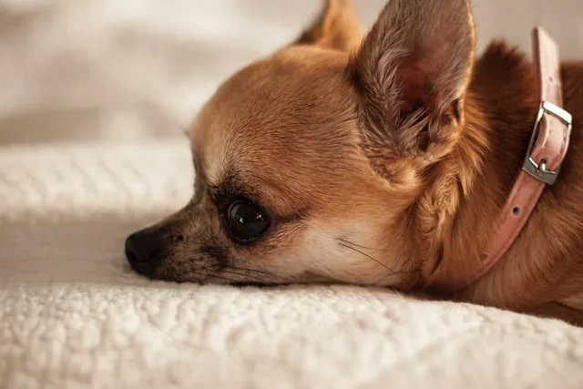 Best Collars for Chihuahua: 5 Safe Picks