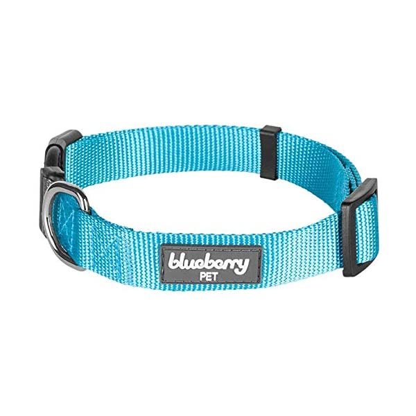 best collars for chihuahua photo 2