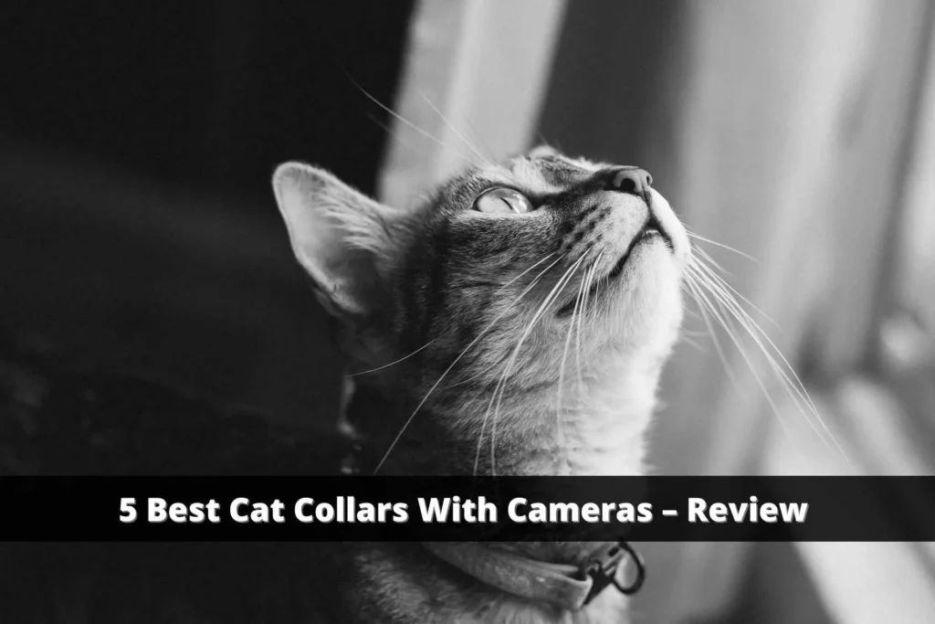 best cat collars with cameras