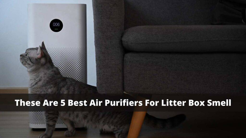Best-Air-Purifiers-For-Litter-Box-Smell