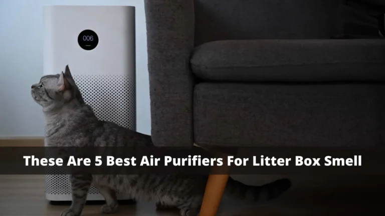 Best Air Purifiers for Litter Box Smell: 5 Picks