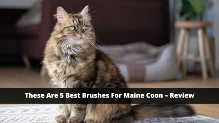 best-cat-brushes-for-maine-coon