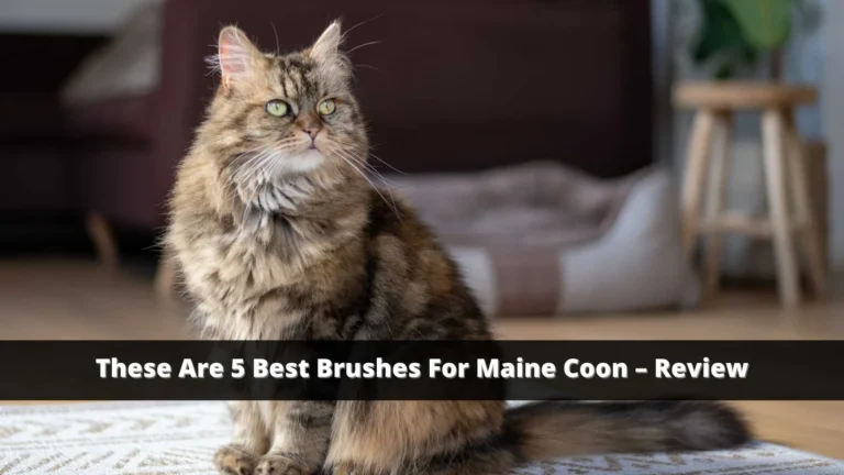 Best Cat Brushes for Maine Coon: 5 Picks