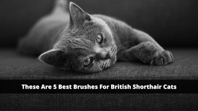 Best Brushes for British Shorthair Cats: 5 Picks