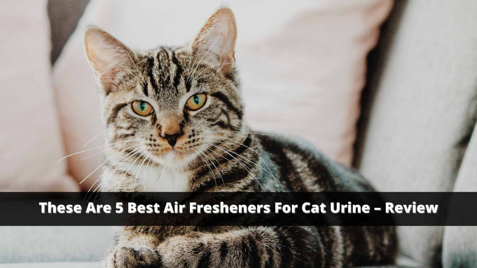 These are 5 Best Air Fresheners For Cat Urine Review