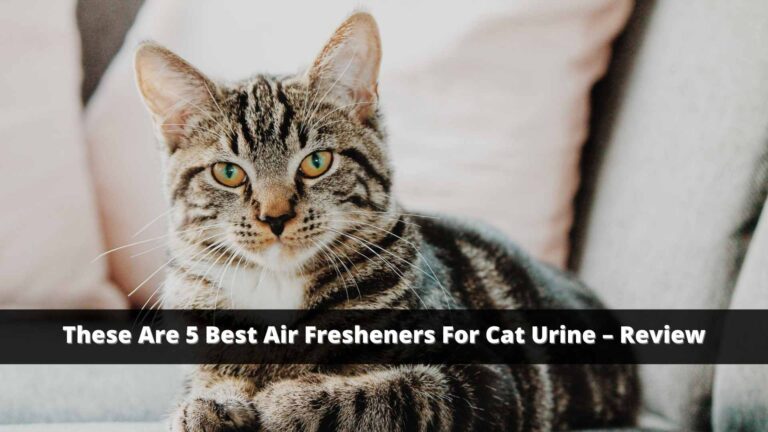 best-air-fresheners-for-cat-urine
