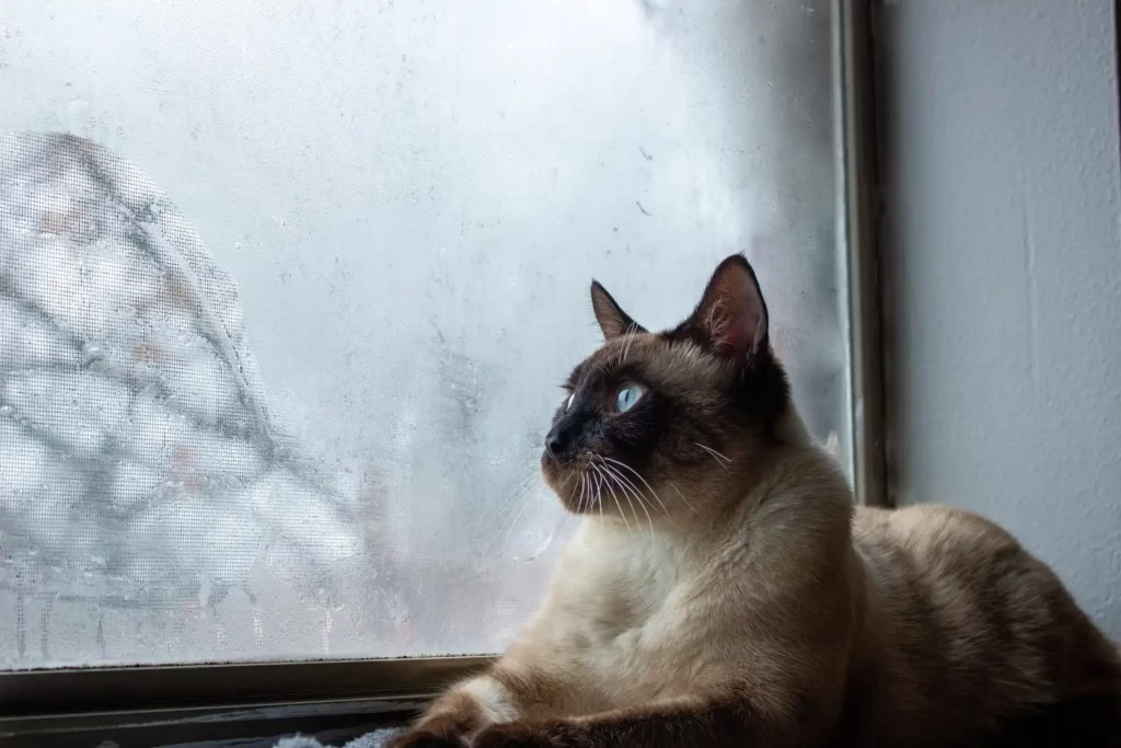 best brushes for siamese cat
