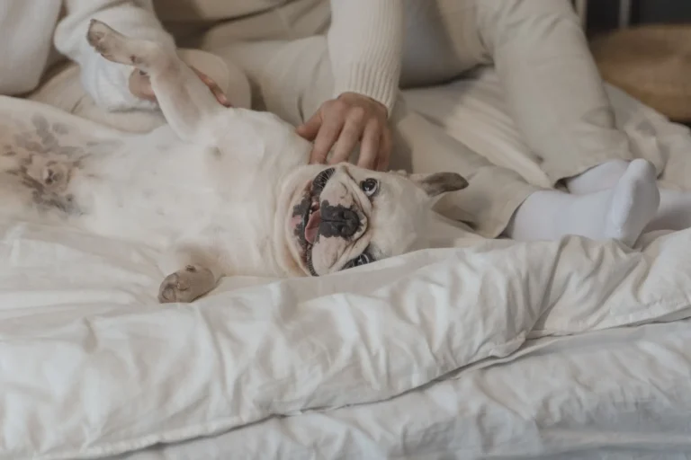 Best Dog Beds for Bulldogs: 5 Top Picks