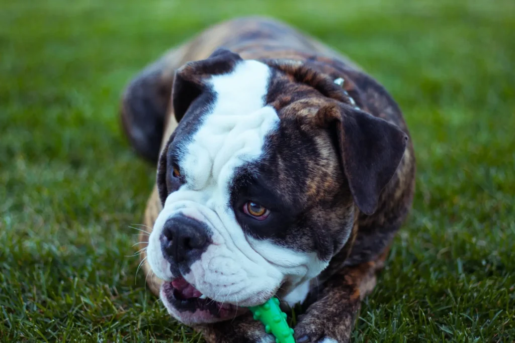 best chew toys for english bulldogs