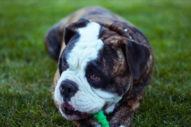 Best Chew Toys for English Bulldogs: 5 Picks