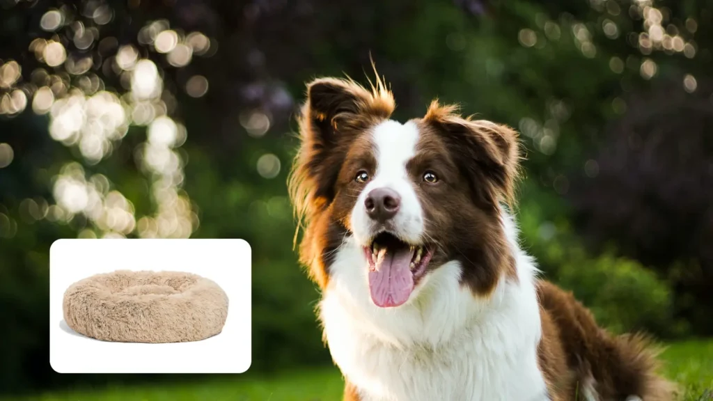 best beds for border collie