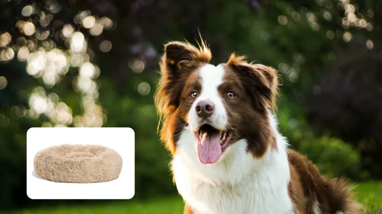 Best Beds for Border Collie: 5 Top Picks