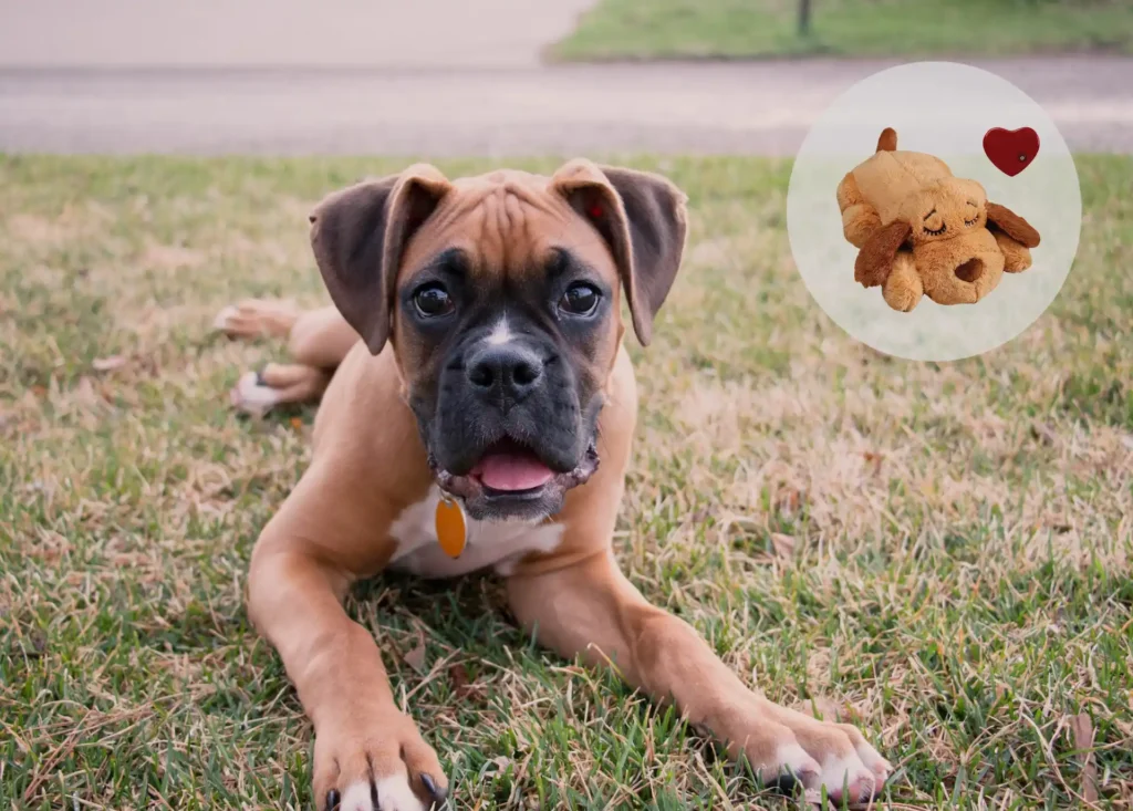best toys for boxer puppies