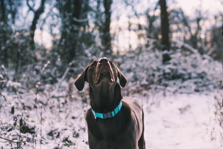 A Beginner’s Guide to Dog Collars: 5 Tips