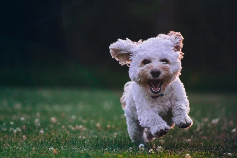 5 Effective Ways to Make Your Dog More Energetic