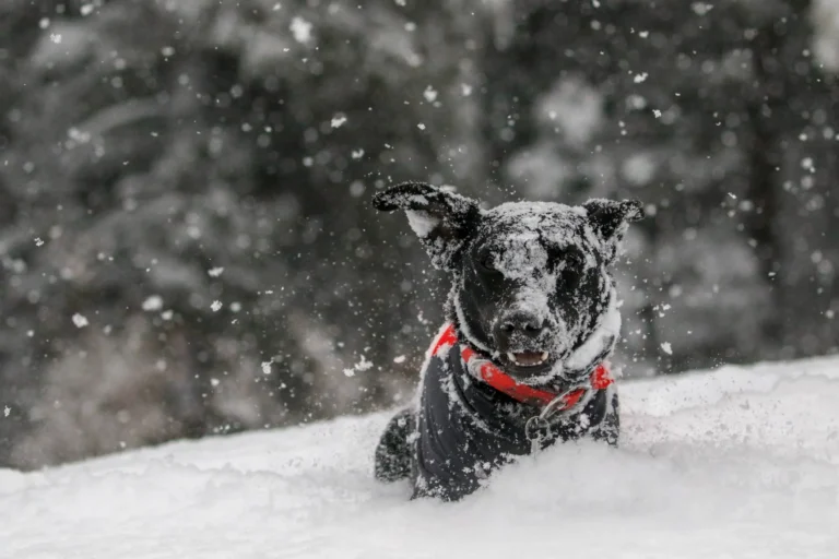 How to Keep Your Dog Comfortable During Winter