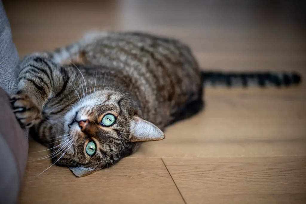 best cat scratcher to file nails