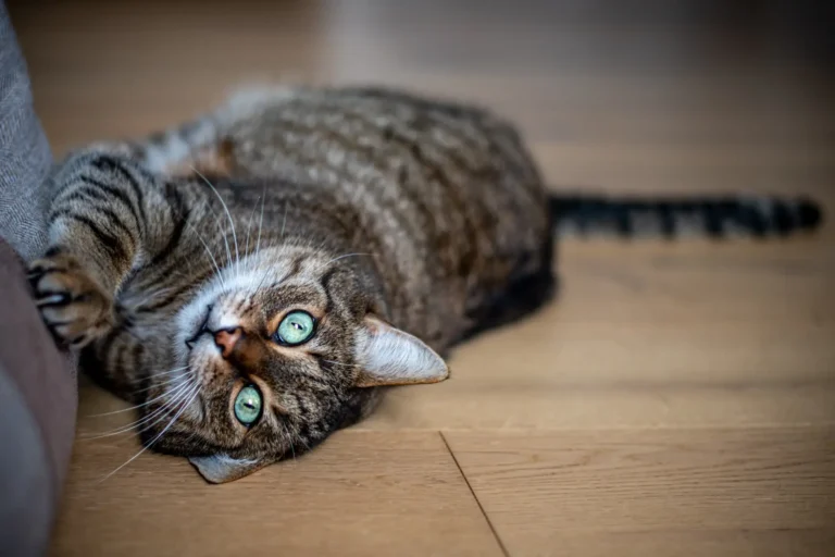 Best Cat Scratcher to File Nails: 5 Picks