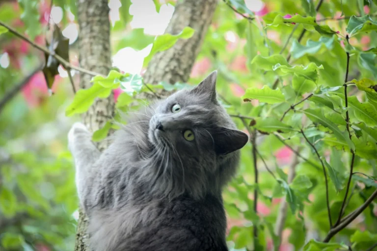 How to Keep a Cat From Climbing Trees: 5 Safe Ways