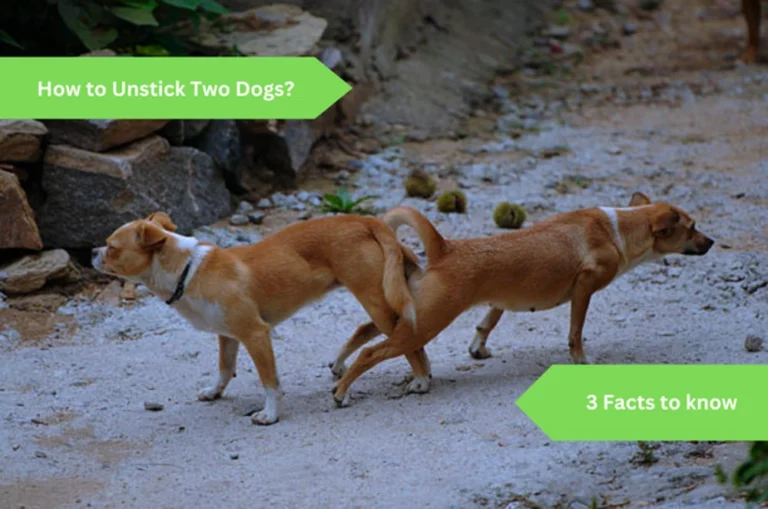 How to Unstick Two Dogs: 3 Facts to Know