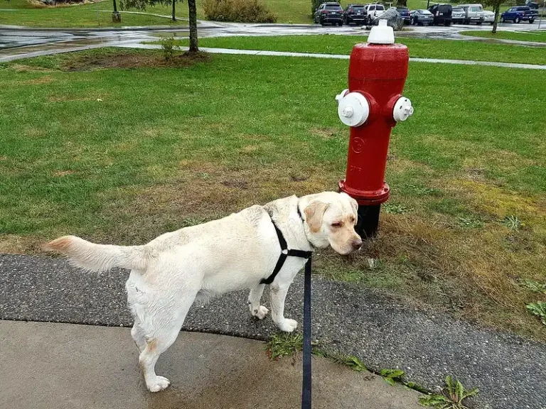 Why Do Dogs Love Fire Hydrants? 5 Reasons