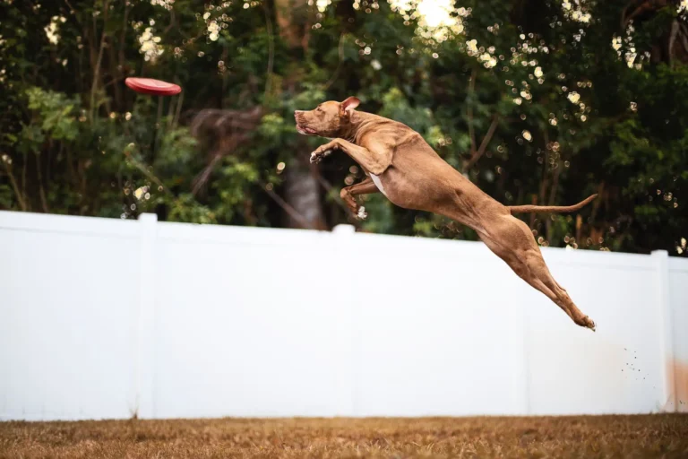 How High Can a Dog Jump? 6 Things to Know