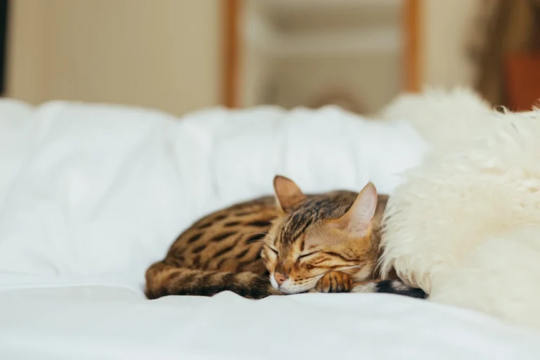 5 Effective Ways to Remove Cat Urine Smell