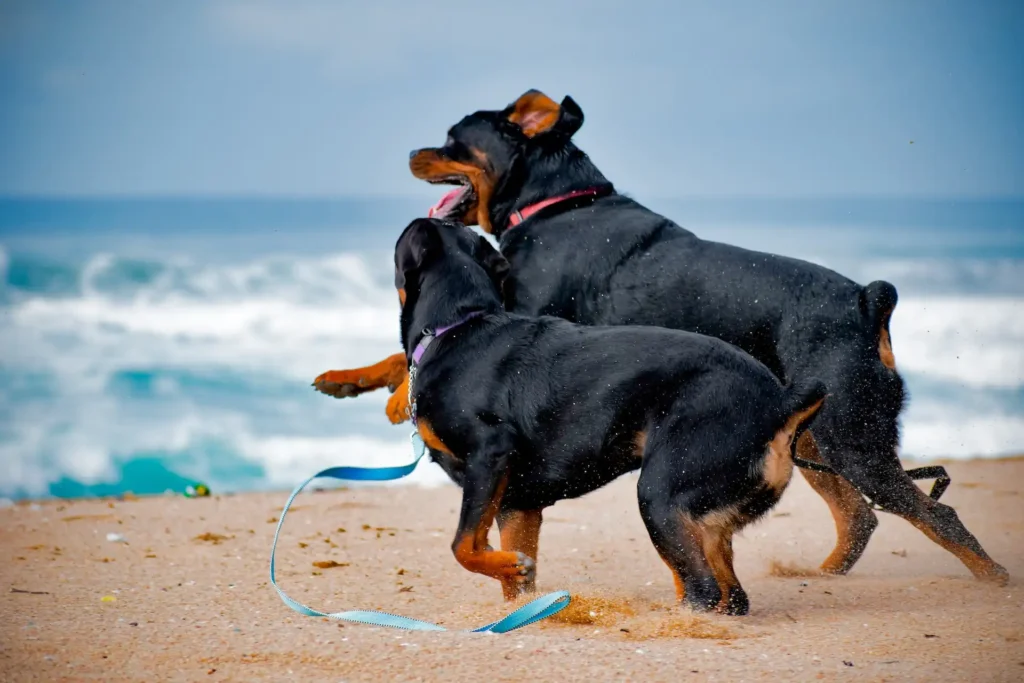best toys for rottweilers