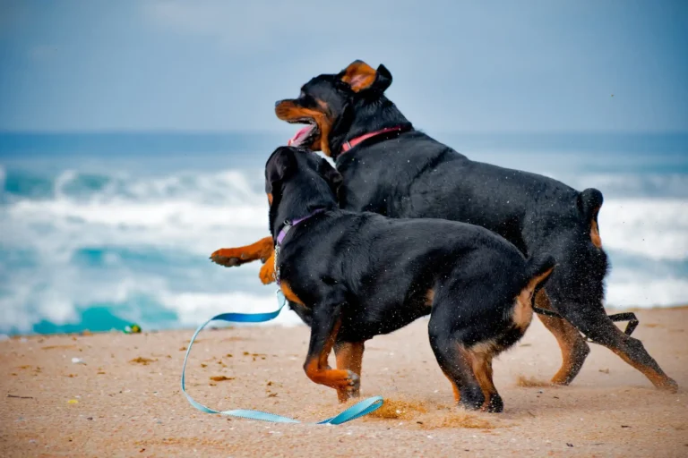 Best Toys for Rottweilers: 5 Tough Picks