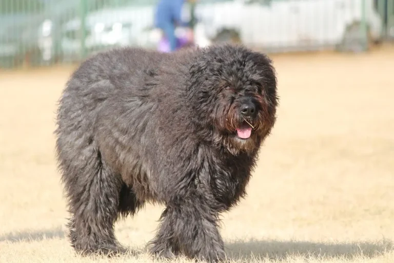 5 Exotic Large Dog Breeds (With Pictures)