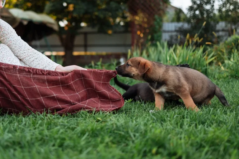 Why Do Dogs Nibble on Blankets? 5 Reasons