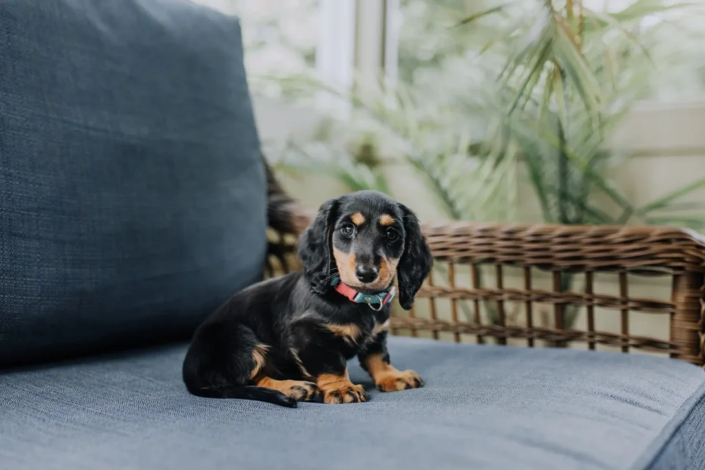 best dog beds for dachshunds