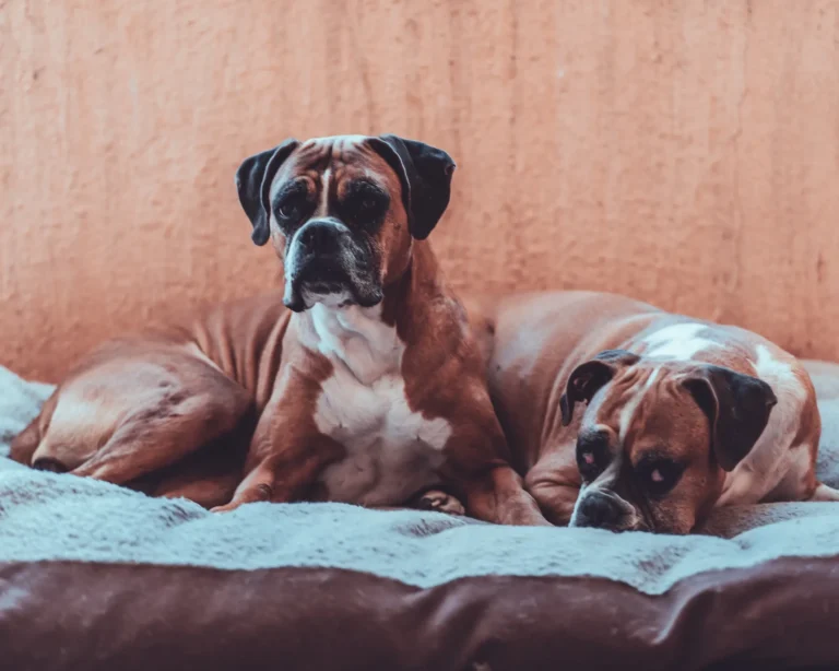 Best Toys for Boxers: 5 Durable Picks
