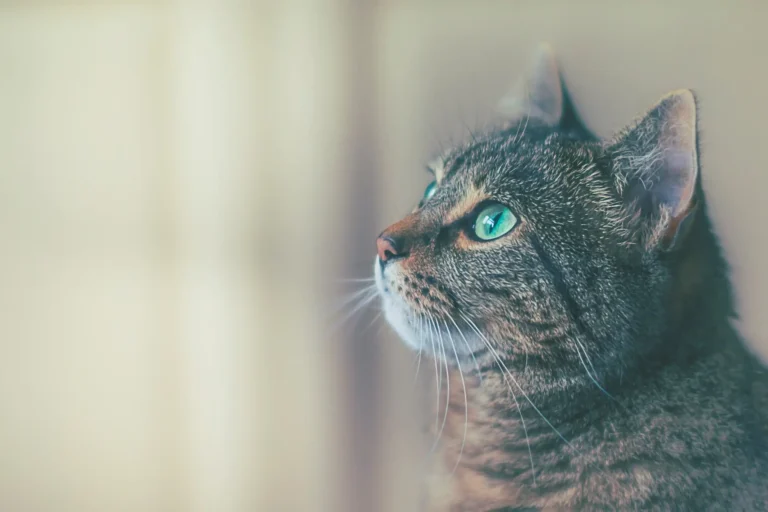 How to Stop Cats Rolling in Litter Boxes: 5 Ways