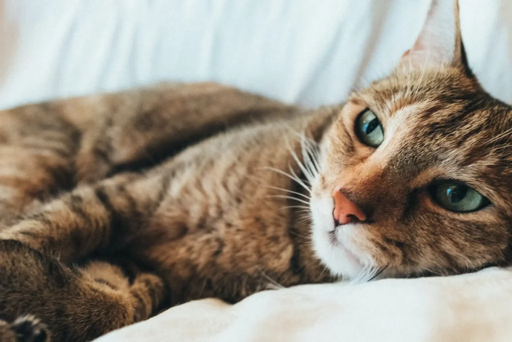 brown cat breeds