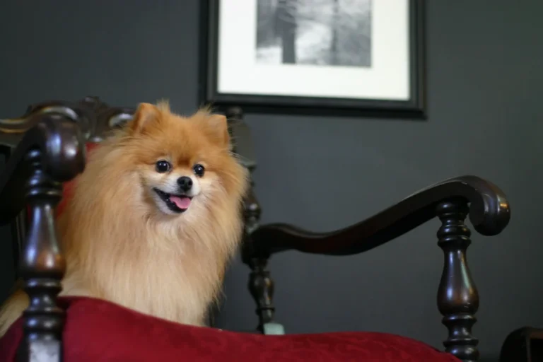Best Beds for Pomeranians: 5 Cozy Picks