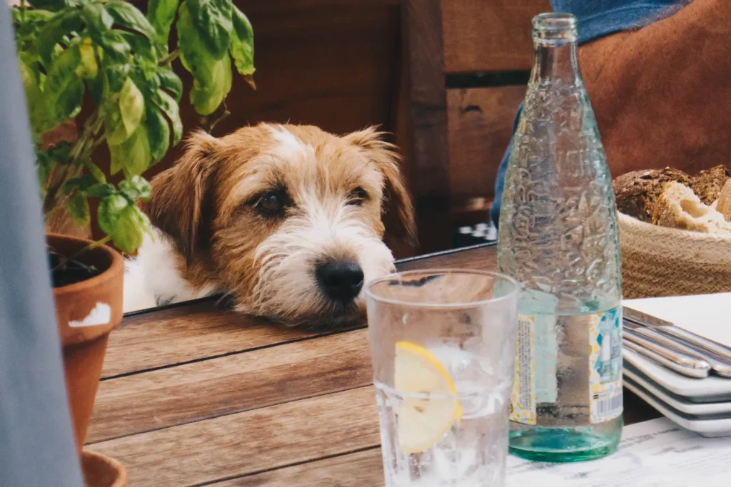 dog ensure drink