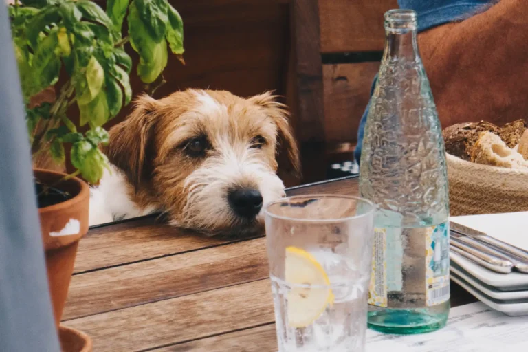 Dog Ensure Drink: Is It Safe and Useful?