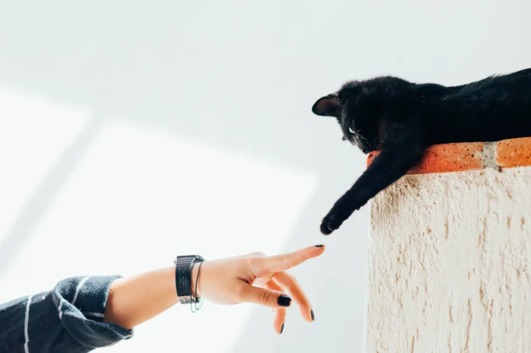 How to Have a Better Relationship With Your Cat