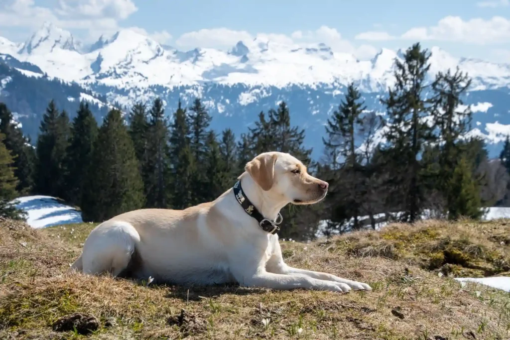 labrador retrievers